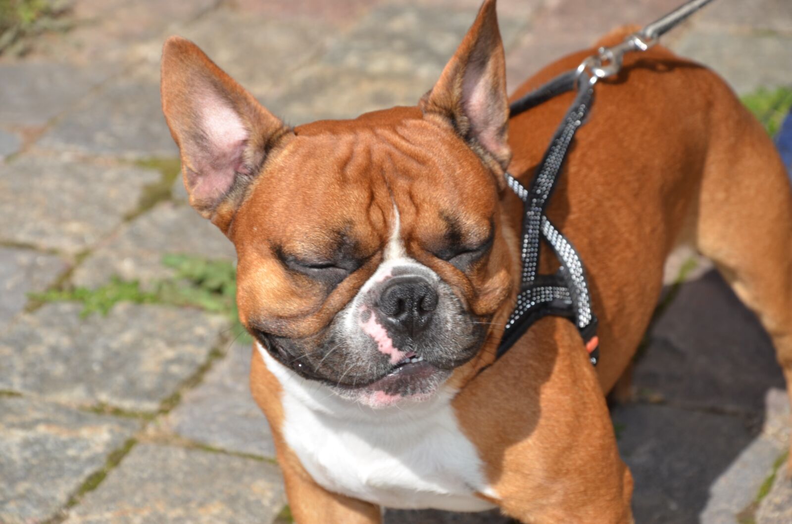 Nikon D7000 sample photo. Dog, the french bulldog photography