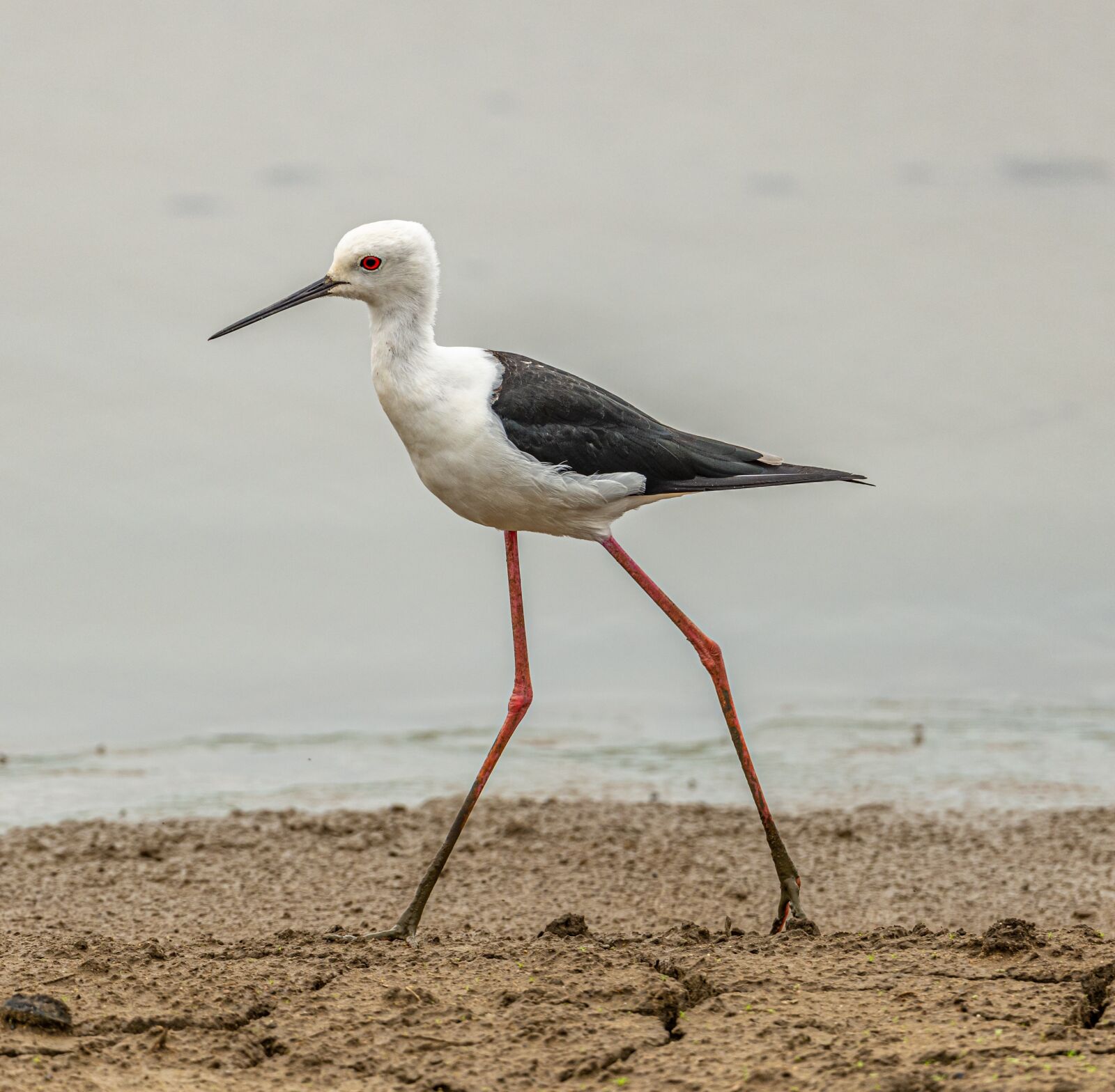 Nikon D850 sample photo. Bird, snipey, brodivý photography