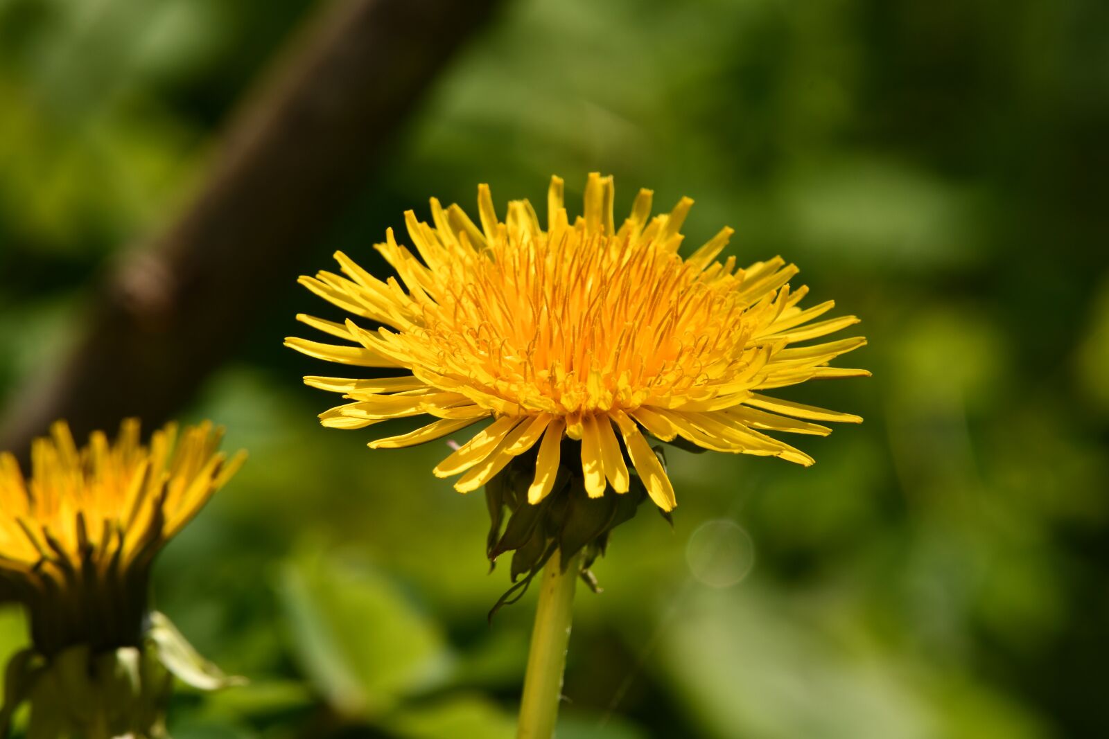 Nikon D7500 sample photo. Flower, dandelion, spring photography