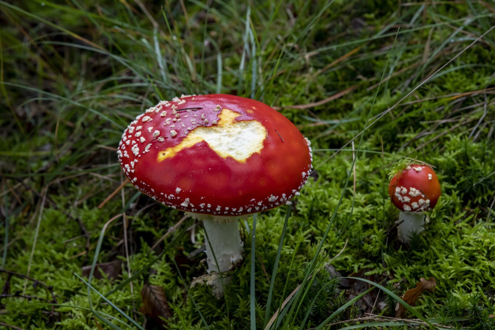 Tamron SP 24-70mm F2.8 Di VC USD G2 sample photo. Autumn, atmosphere, fly agaric photography