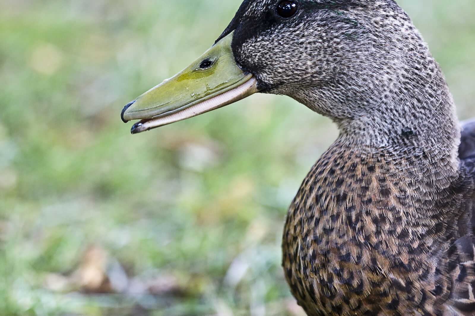Canon EOS 20D sample photo. Duck, animal, bird photography