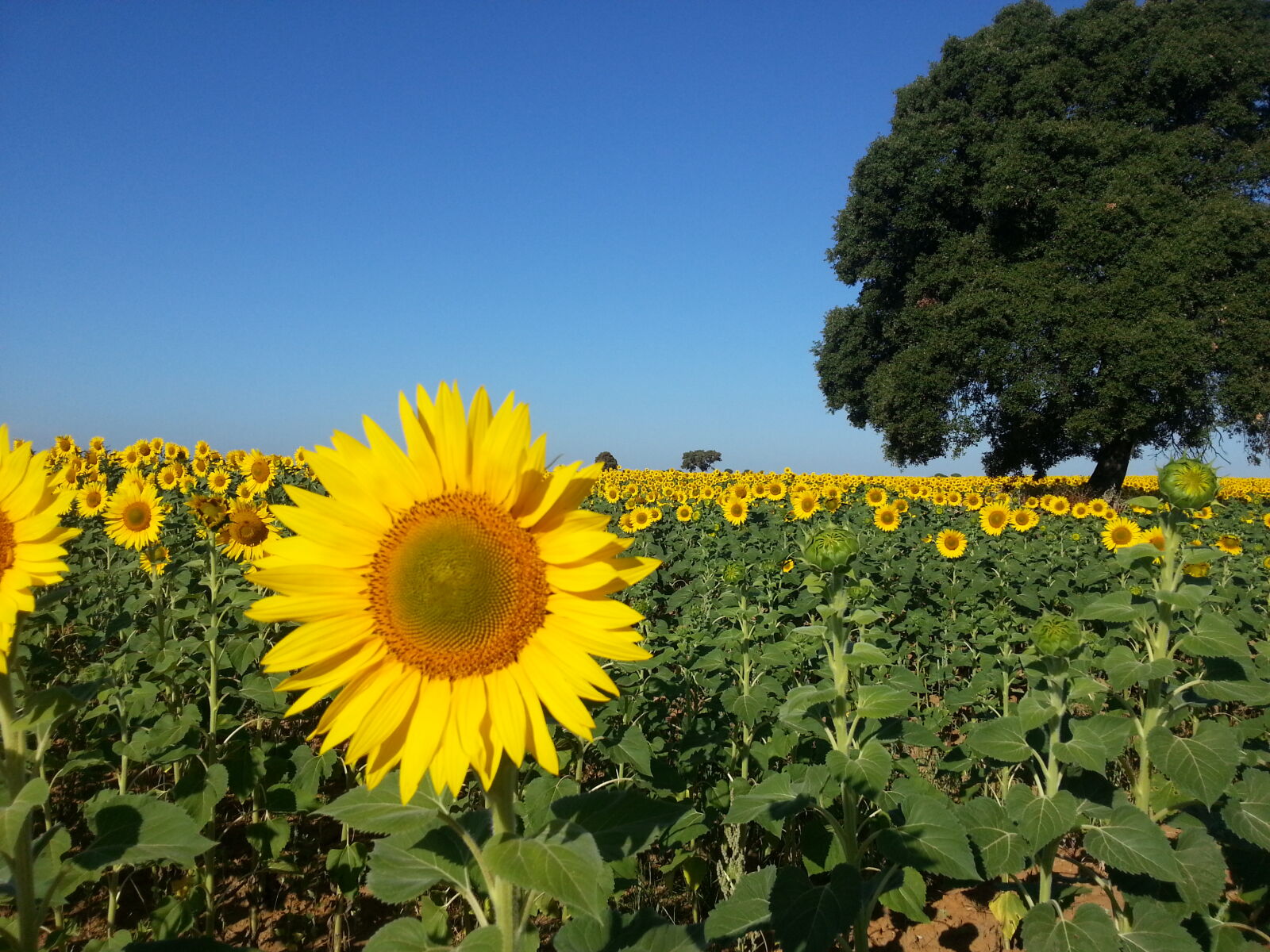 Samsung Galaxy Note2 sample photo