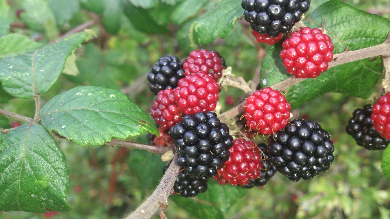 Sony Xperia T sample photo. Blackberry, fruit, nature photography