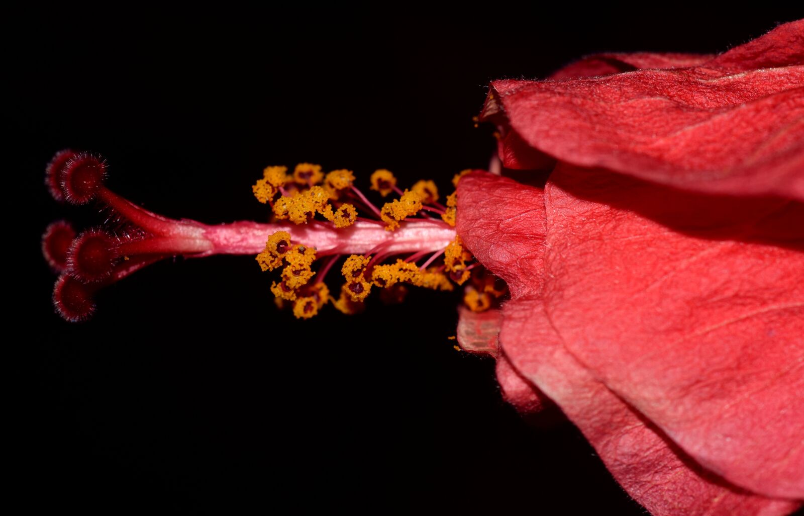 Nikon D3300 sample photo. Hibiscus, close up, blossom photography