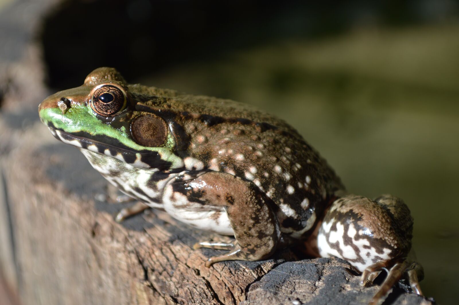 Nikon D3200 sample photo. Frog, frog on barrel photography