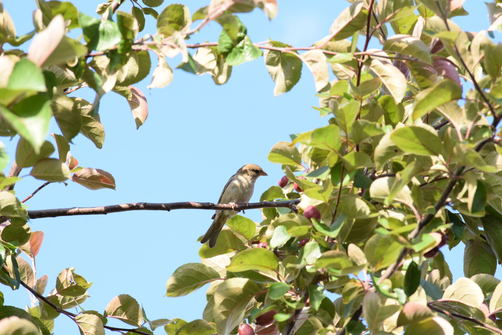 Nikon D3300 sample photo
