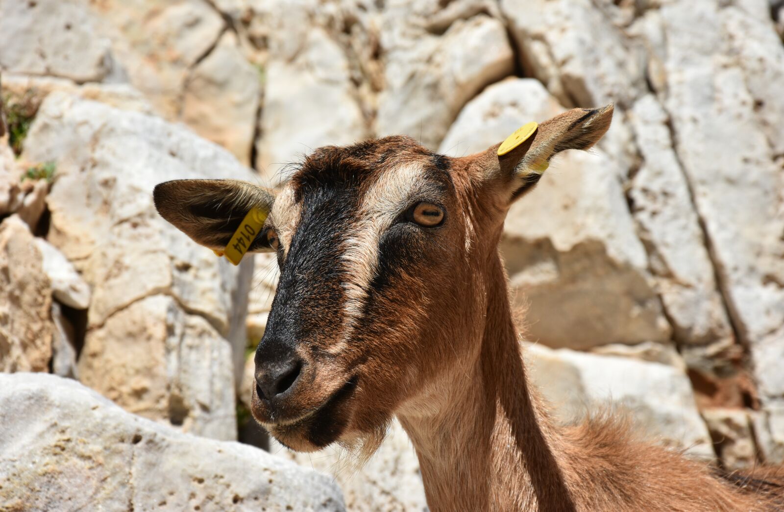 Nikon D7200 sample photo. Goat, funny, mammal photography