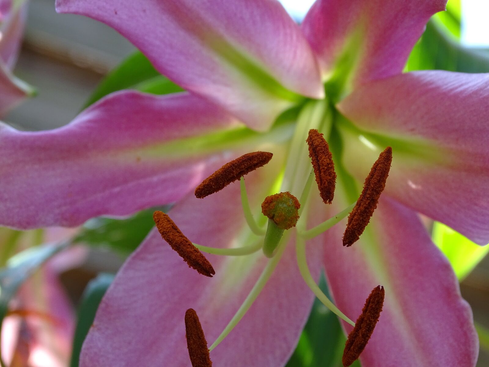 Sony Cyber-shot DSC-HX400V sample photo. Lily, blossom, bloom photography