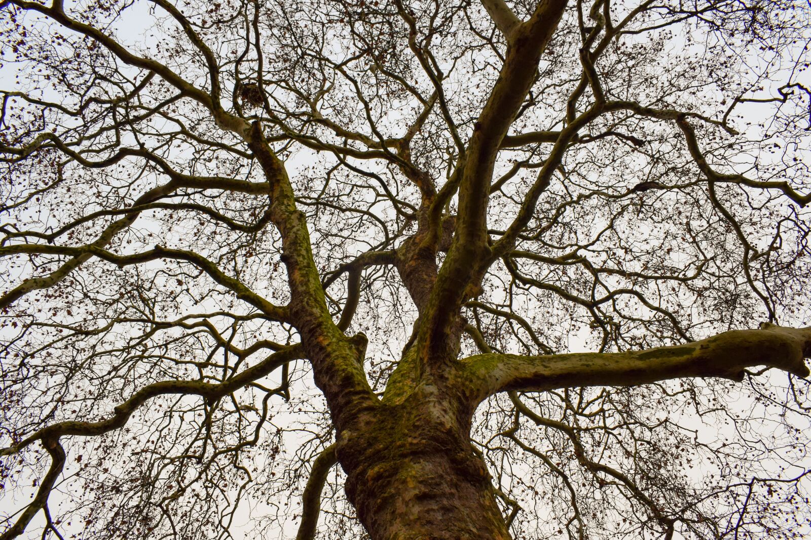Nikon D3300 sample photo. Tree, branches, sky photography