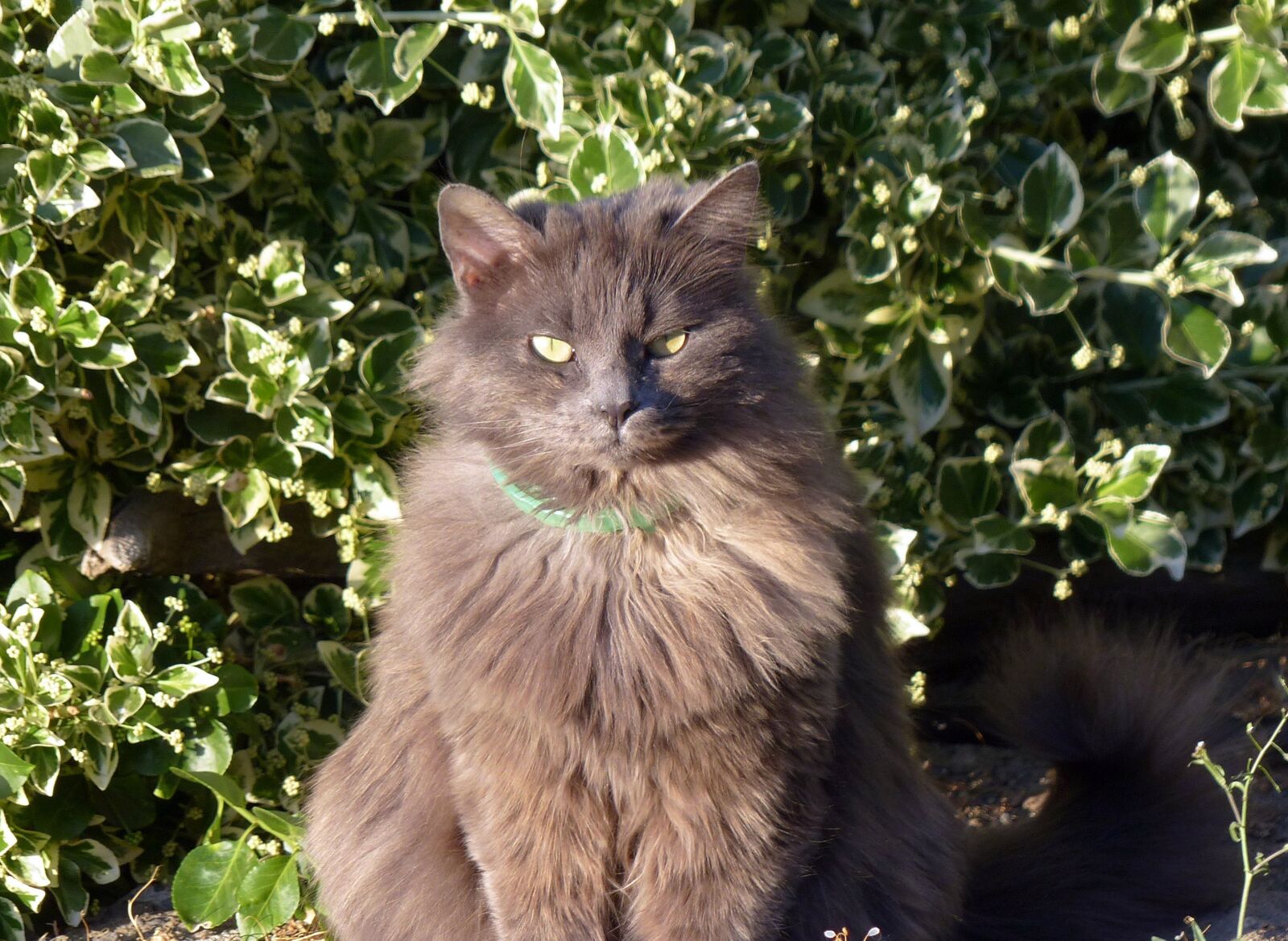 Panasonic Lumix DMC-FZ200 sample photo. Animal, feline, cat photography