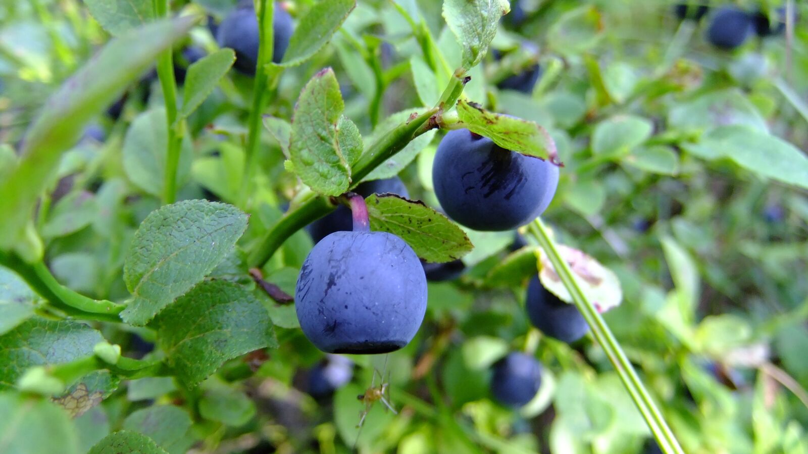 FujiFilm FinePix F80EXR (FinePix F85EXR) sample photo. Blueberry, proper nutrition, summer photography