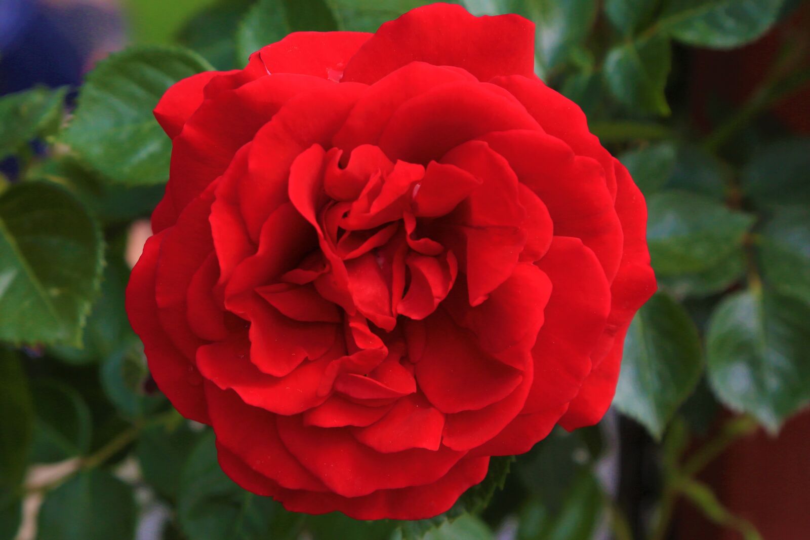 Canon EF 24-105mm F4L IS USM sample photo. Rose, red, spring photography