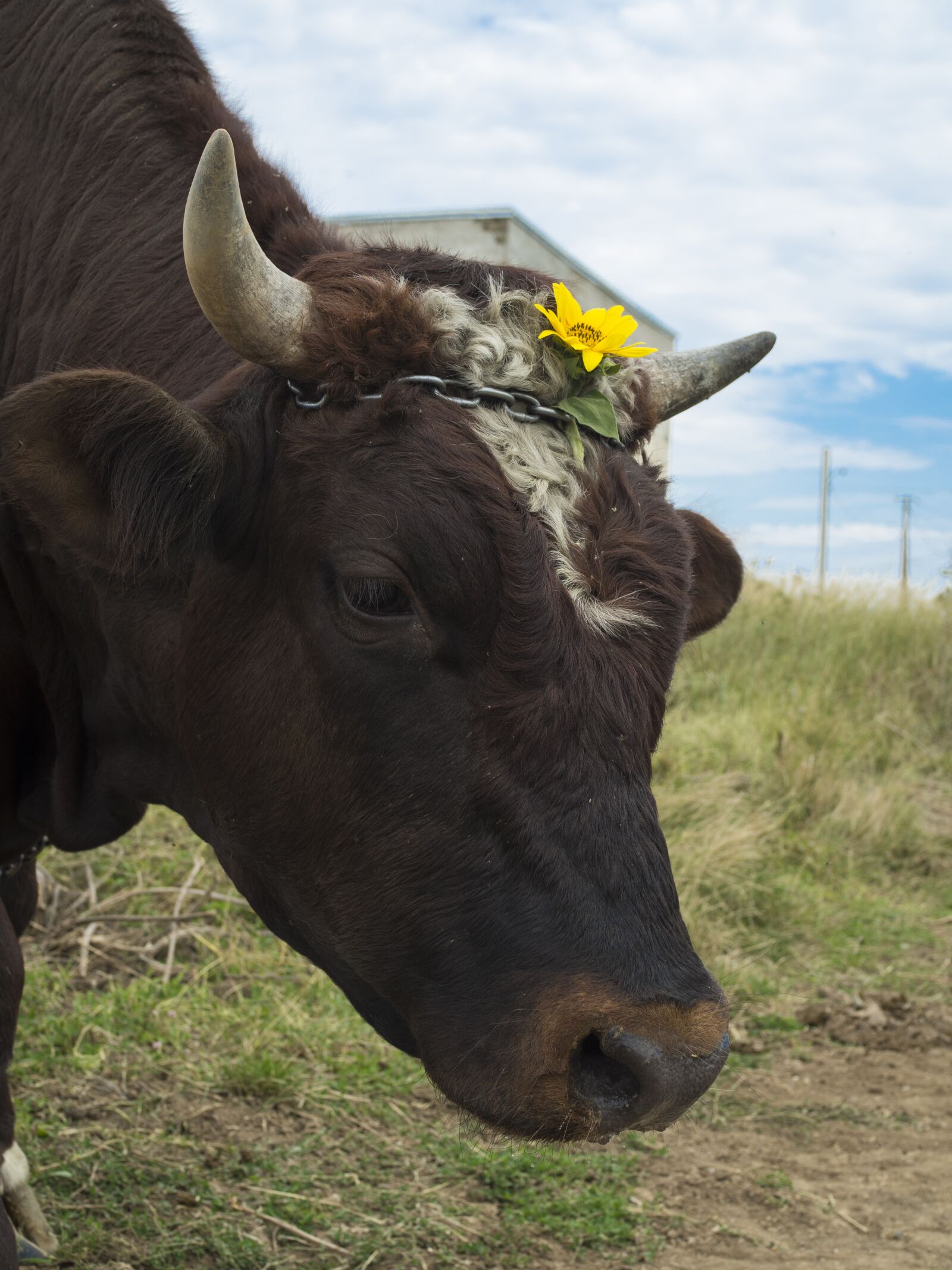 Olympus OM-D E-M10 II + Olympus M.Zuiko Digital 25mm F1.8 sample photo. Bull, cow, the horn photography