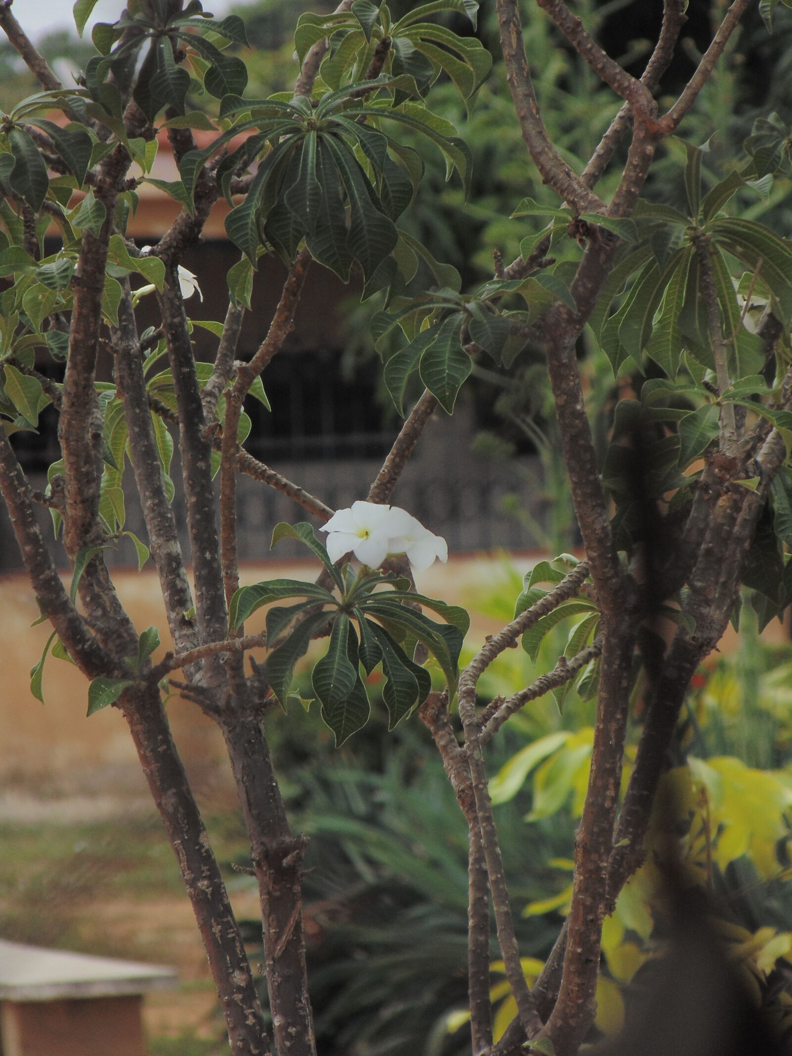 Sony Cyber-shot DSC-H200 sample photo