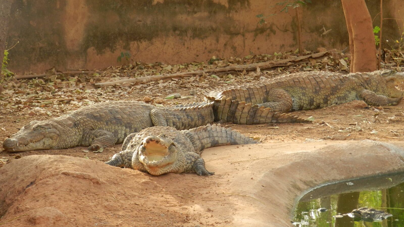 Nikon Coolpix P500 sample photo. Crocodiles, africa, burkina faso photography