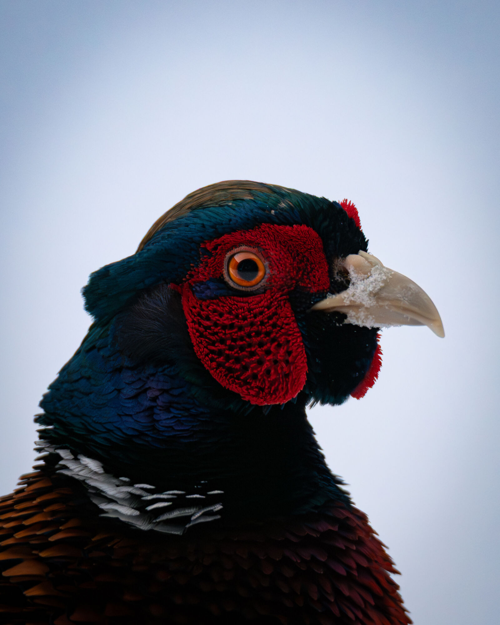 Nikon Z6 III sample photo