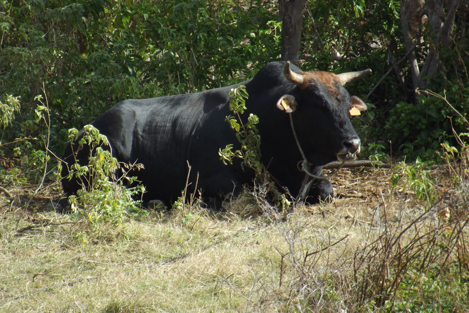 FujiFilm FinePix S2950 (FinePix S2990) sample photo. Bull, animal, nature photography