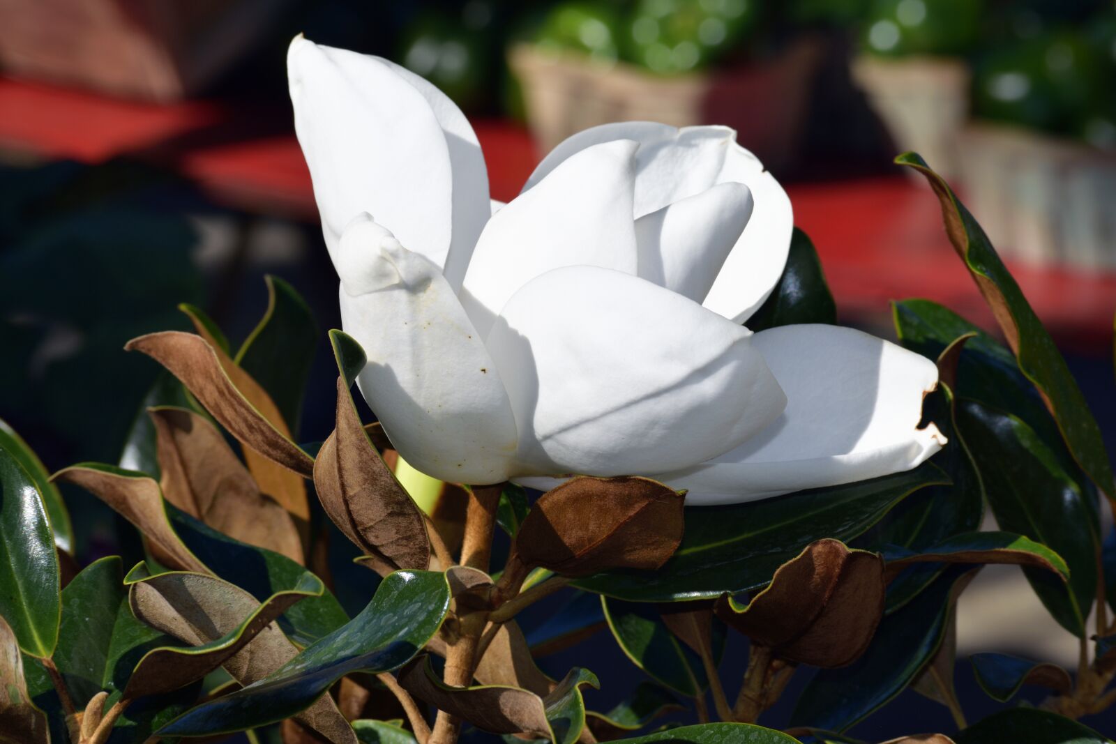 Nikon D3300 sample photo. Magnolia flower, tree, plant photography