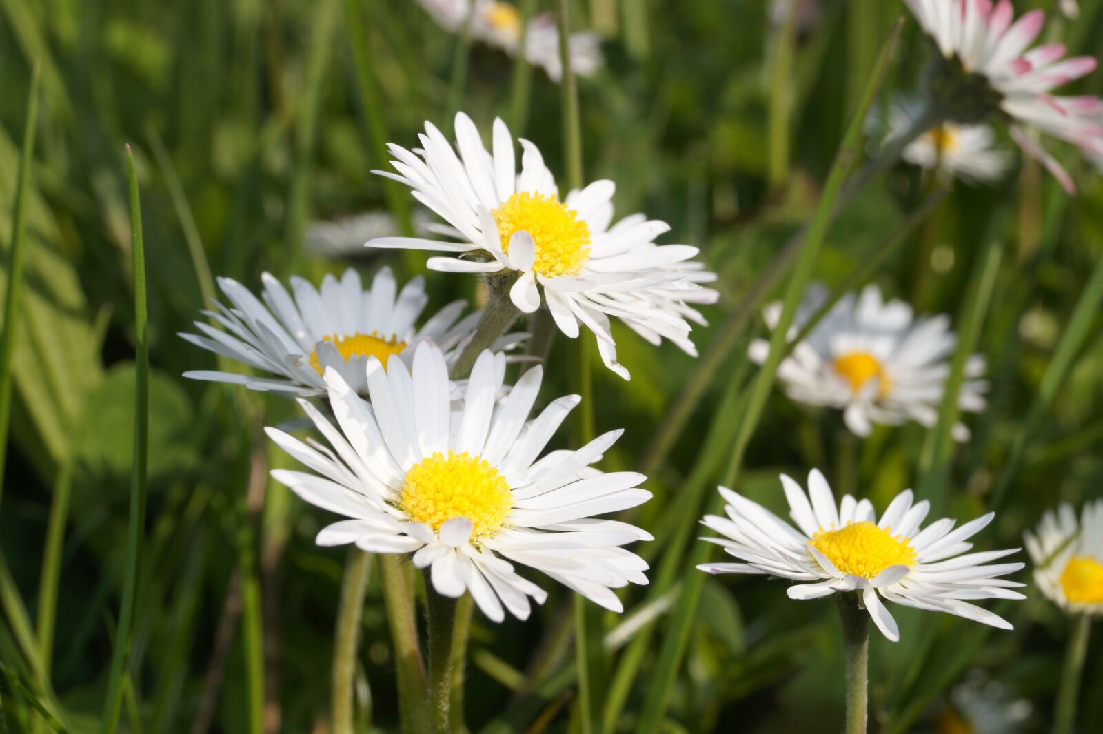 Sony DT 18-55mm F3.5-5.6 SAM II sample photo. Grass, summer, flower photography