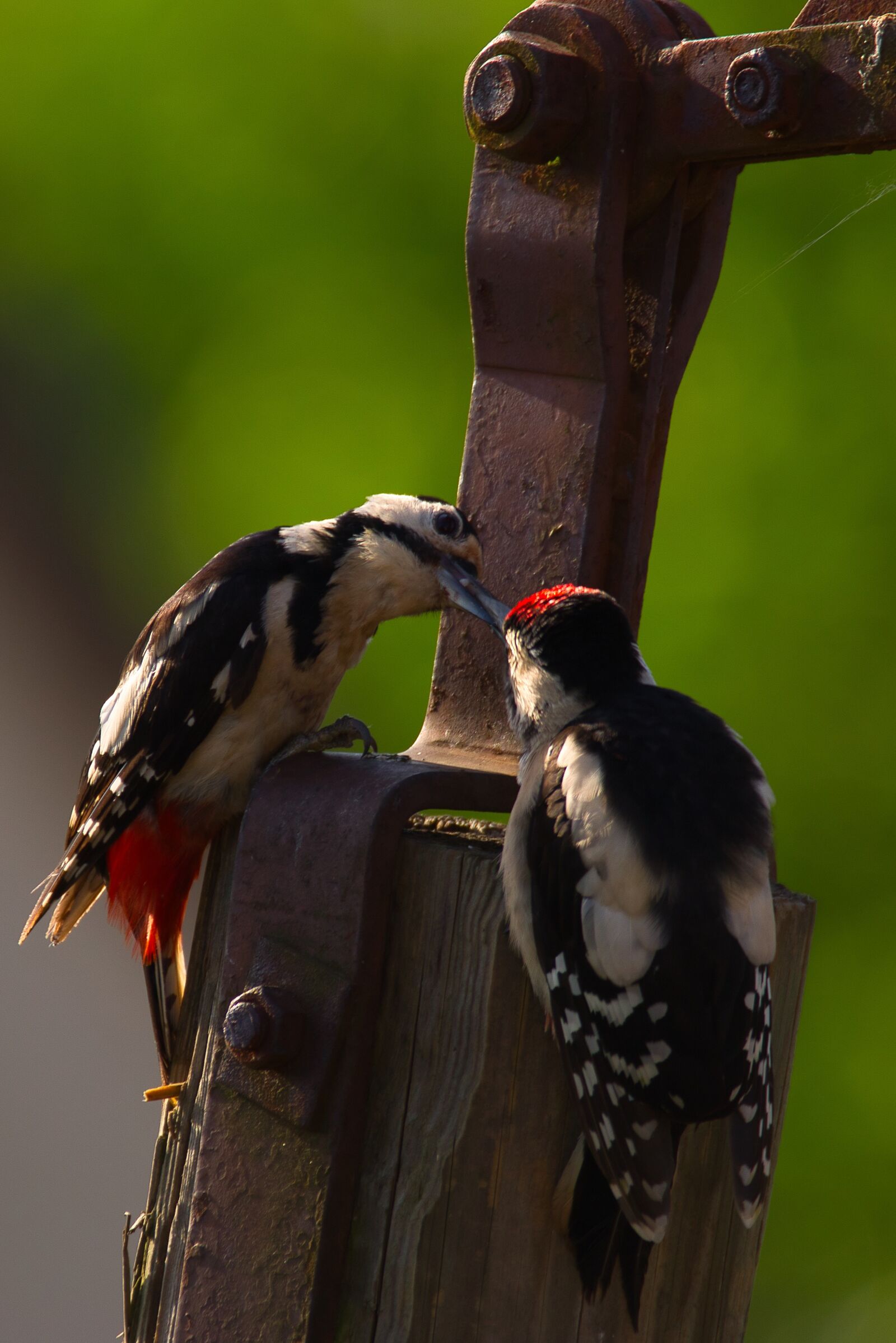 Canon EOS 70D sample photo. Bird, woodpecker, animals photography