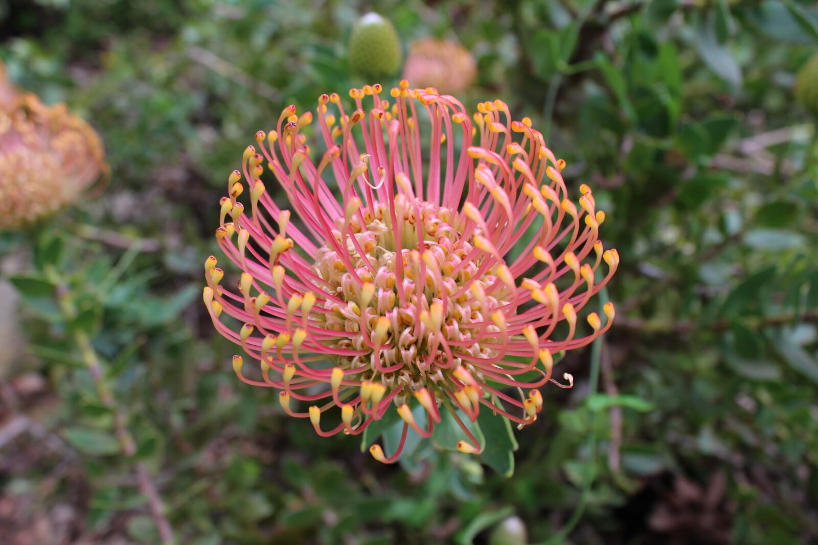 Canon EOS 1200D (EOS Rebel T5 / EOS Kiss X70 / EOS Hi) sample photo. Protea, flower, bloom photography