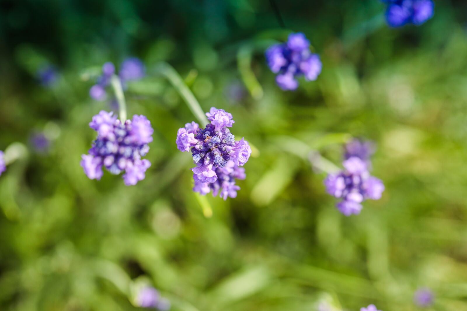 Canon EOS R sample photo. Flower, blossom, summer photography