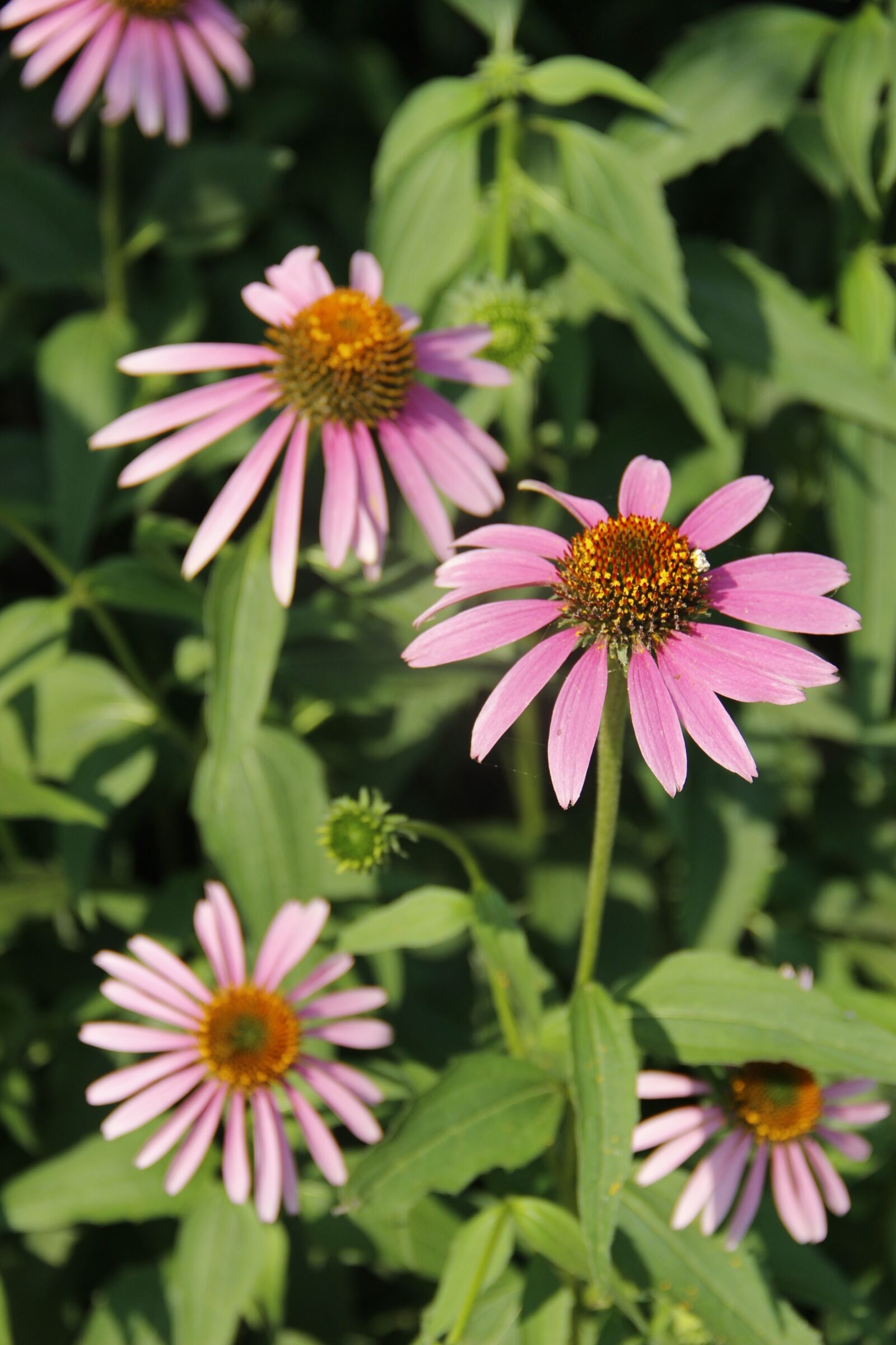 Canon EF-S 18-135mm F3.5-5.6 IS sample photo. Daisy, little flower, flower photography