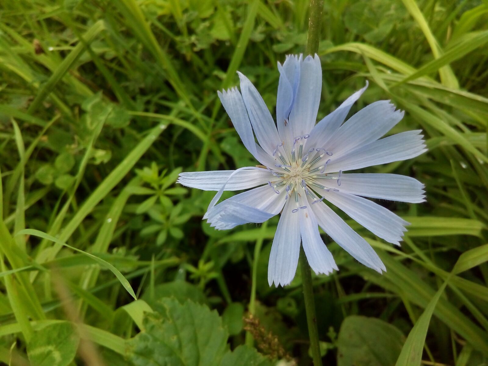 ASUS ZenFone Go (ZC500TG) sample photo. Chicory, meadow grass, flower photography