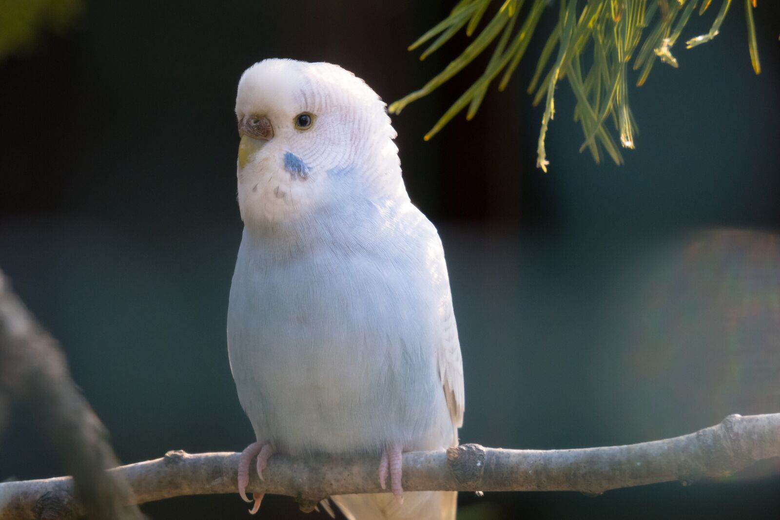 Canon PowerShot G3 X sample photo. Budgie, blue, plumage photography