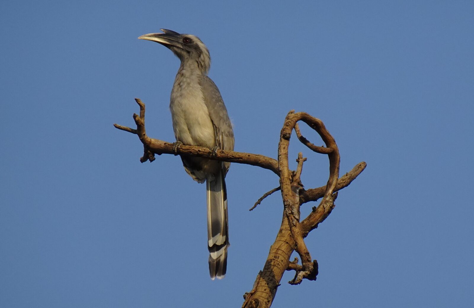 Sony DSC-WX800 sample photo. Bird, hornbill, indian photography