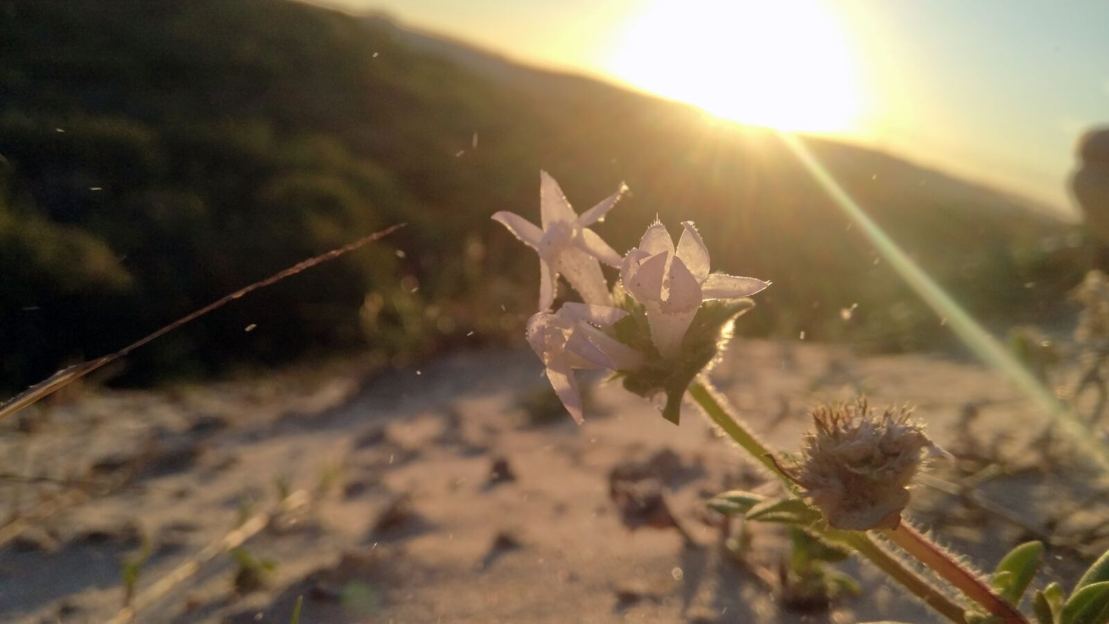 Xiaomi MIX sample photo. Nature, sunset, plant photography
