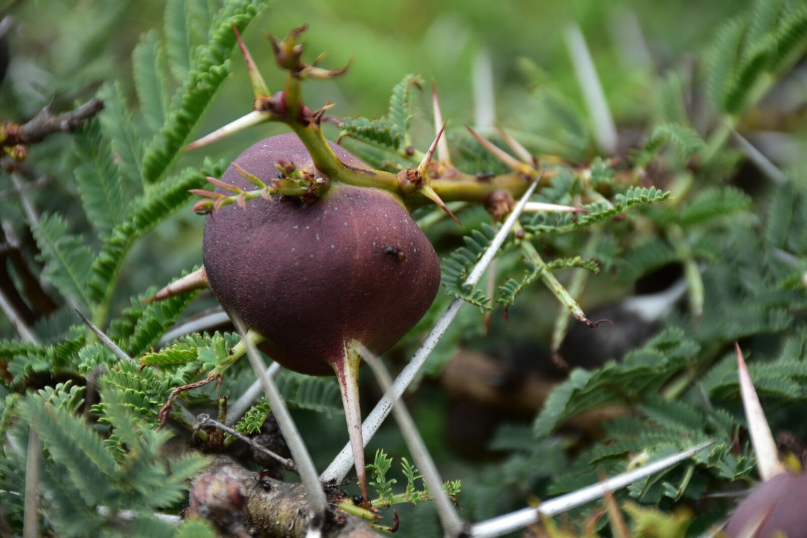 Nikon D7200 sample photo. Symbiosis, ants, insects photography