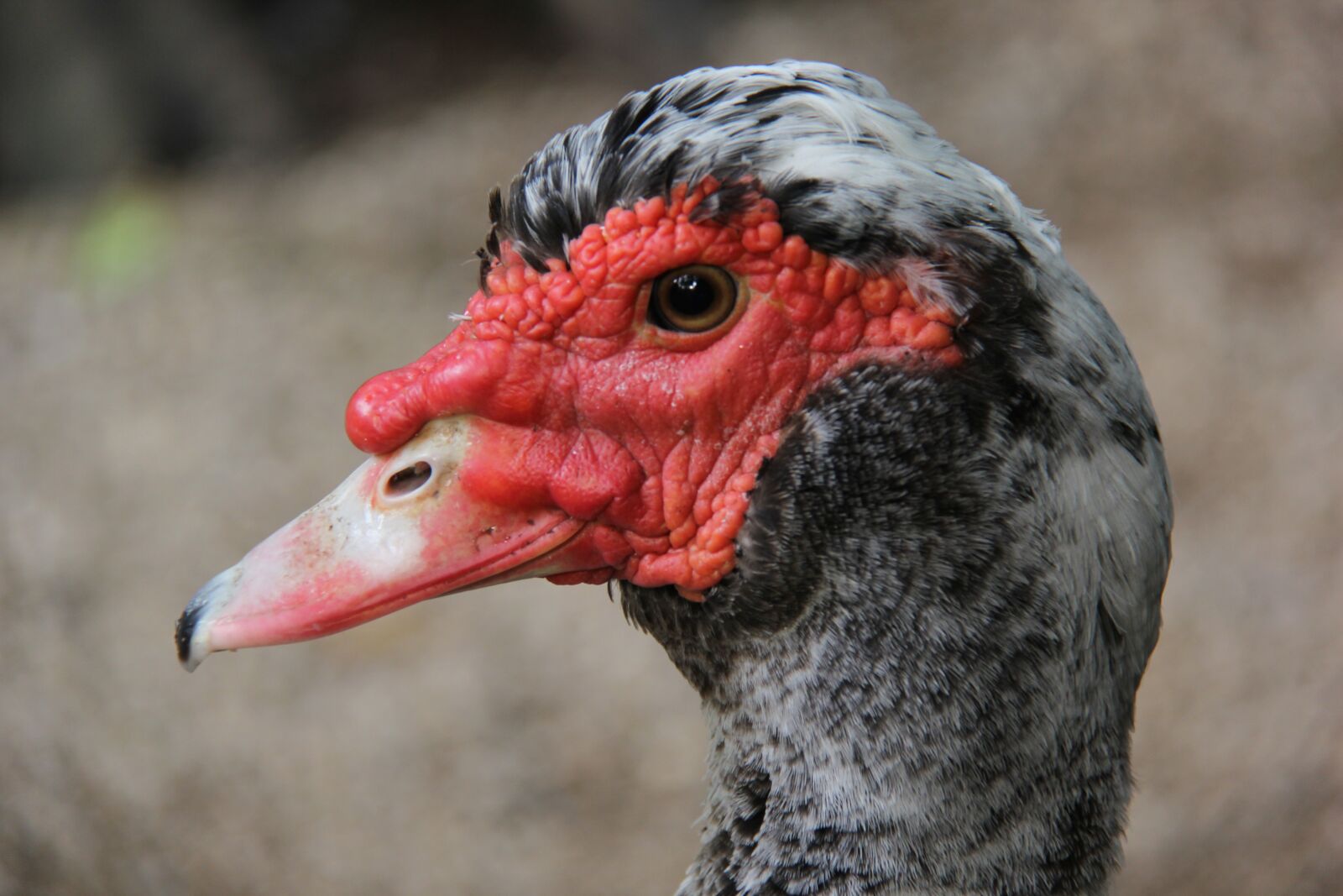Canon EF-S 18-200mm F3.5-5.6 IS sample photo. Drake, duck, bird photography