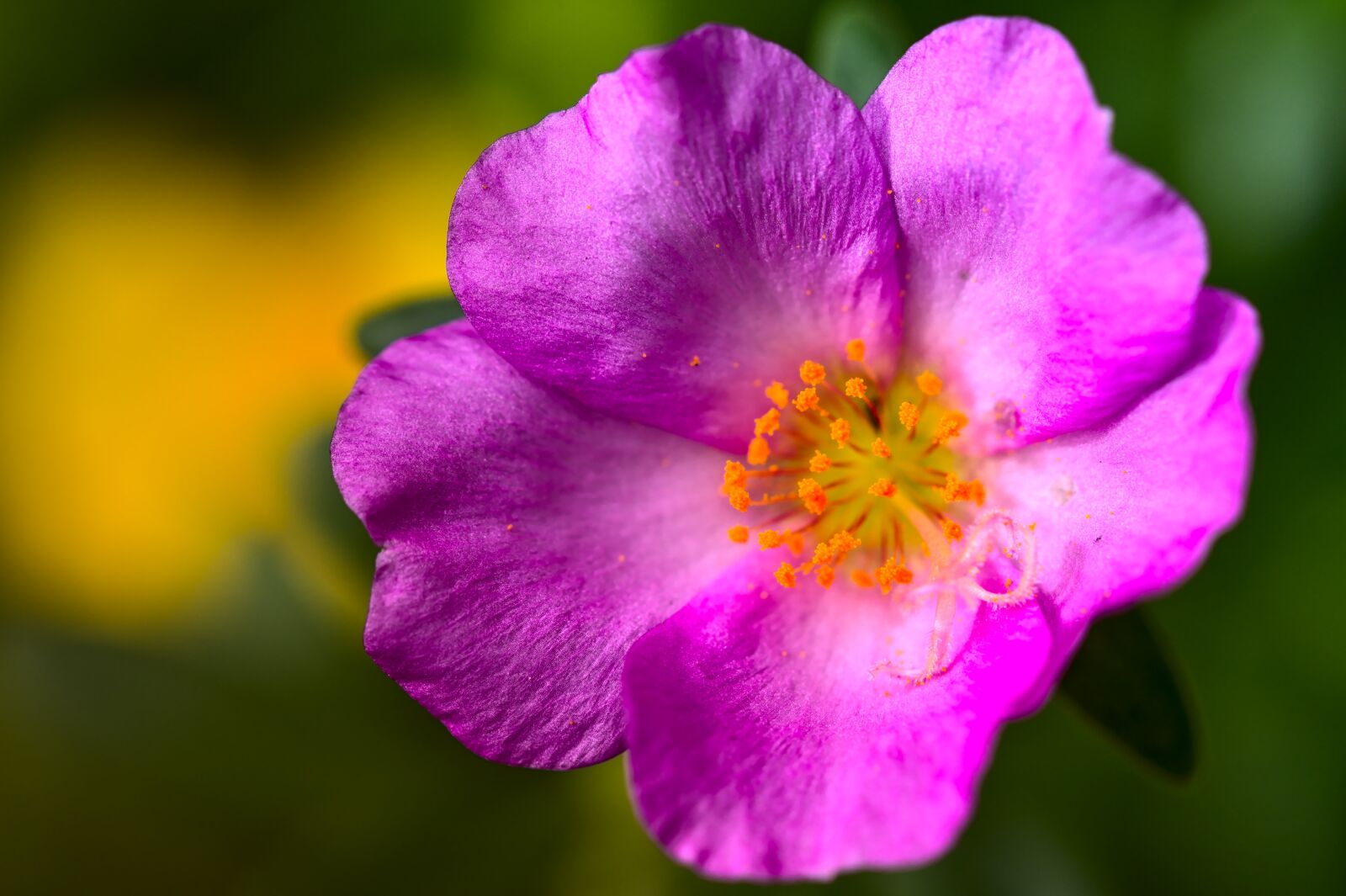 Nikon D500 sample photo. Portulaca, pink flower, pink photography