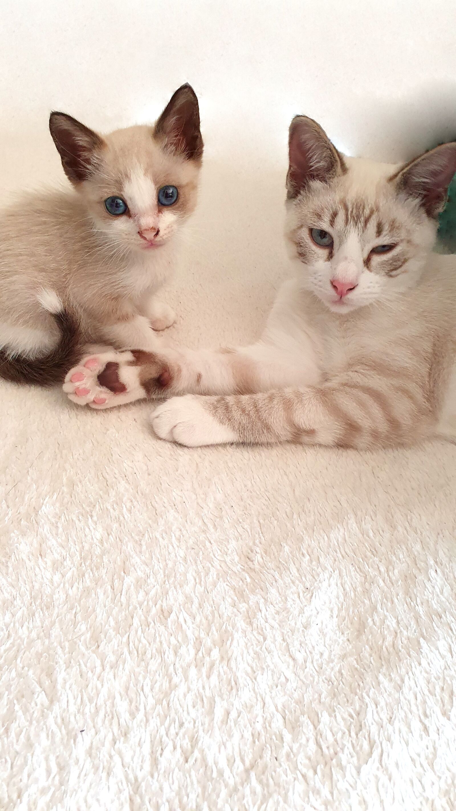 Samsung SM-G973F sample photo. Cats, kittens, pets photography
