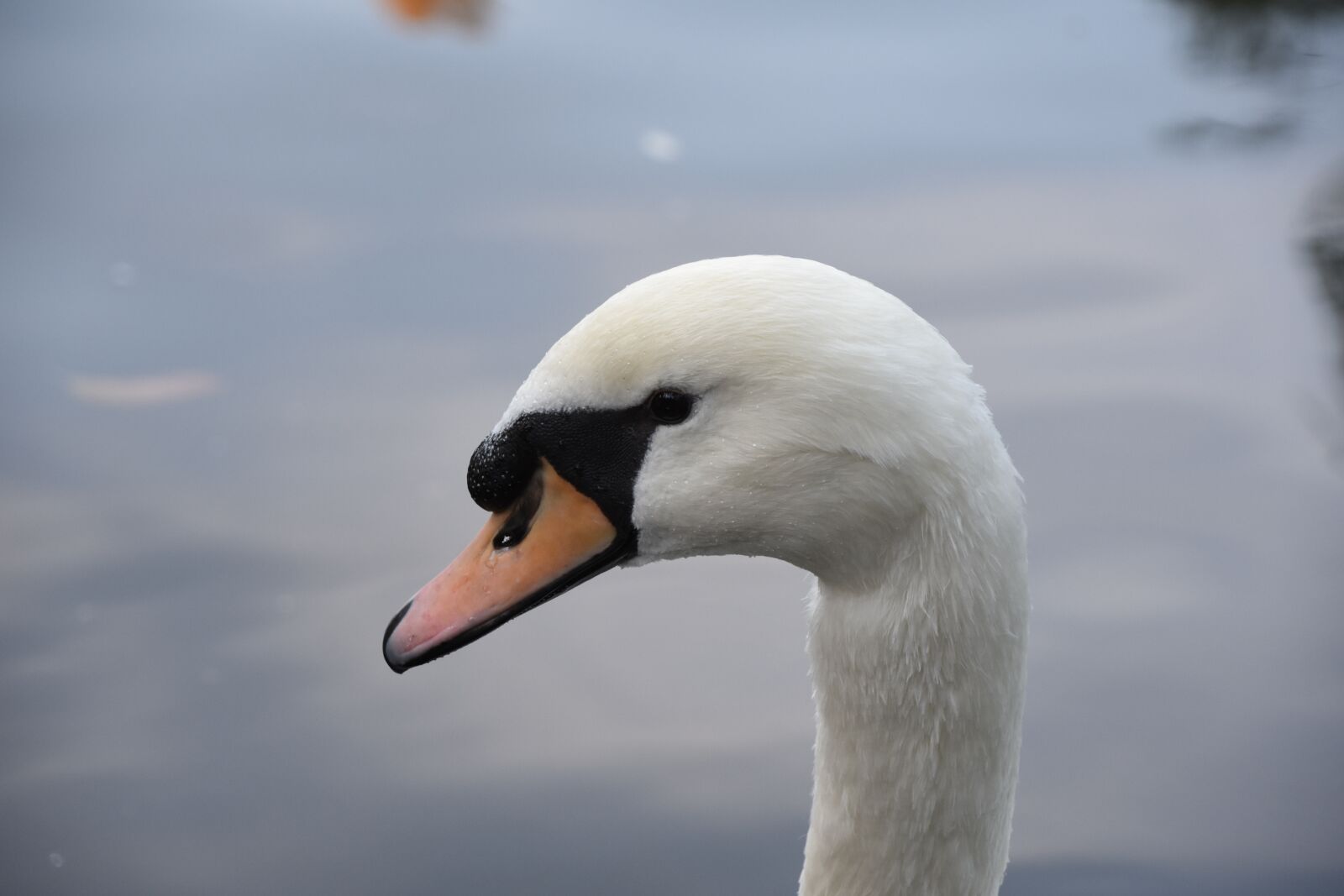 Nikon D7200 sample photo. Swan, the white swan photography