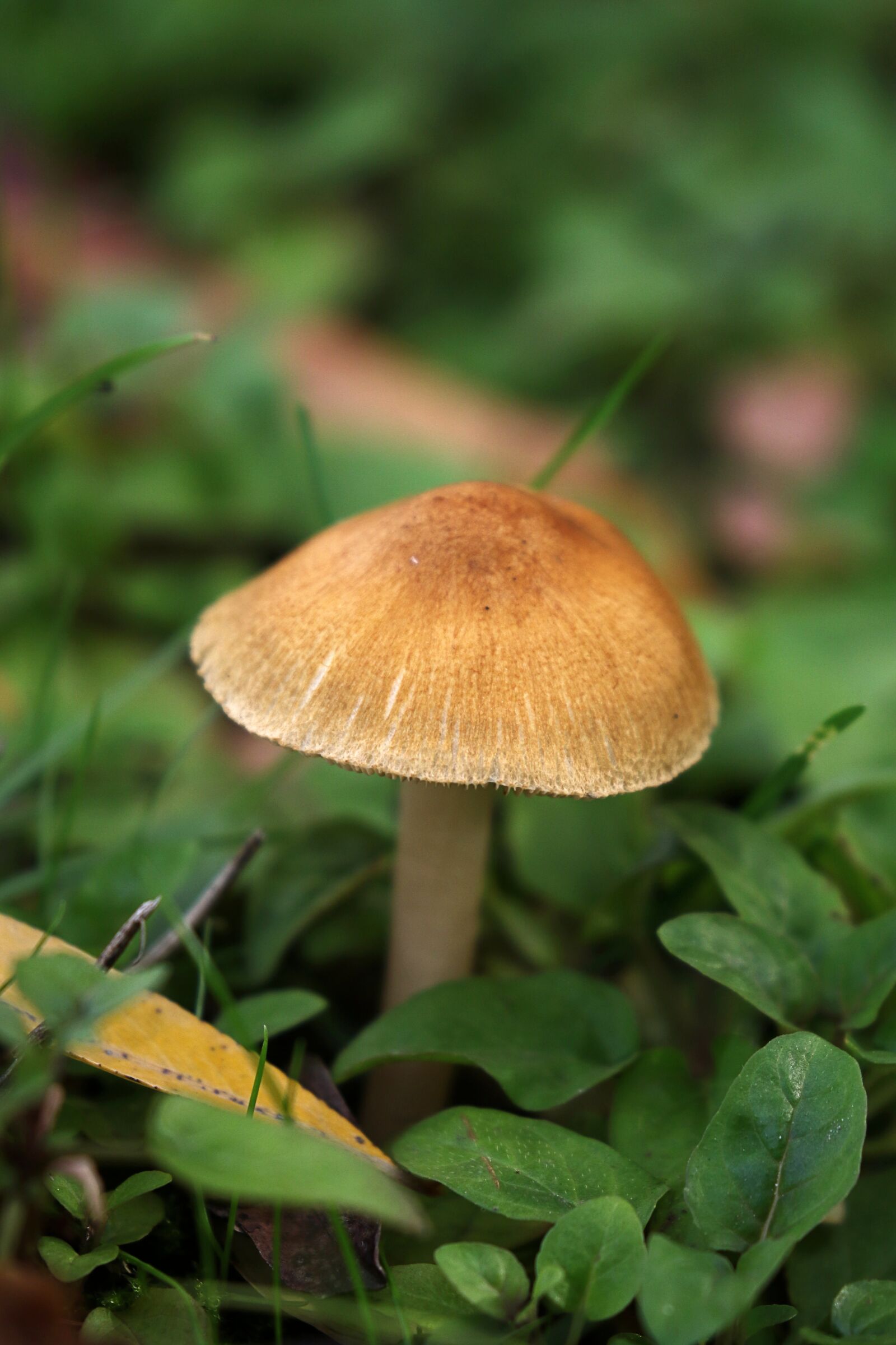 Canon EOS 7D Mark II sample photo. Autumn, mushrooms, underwood photography