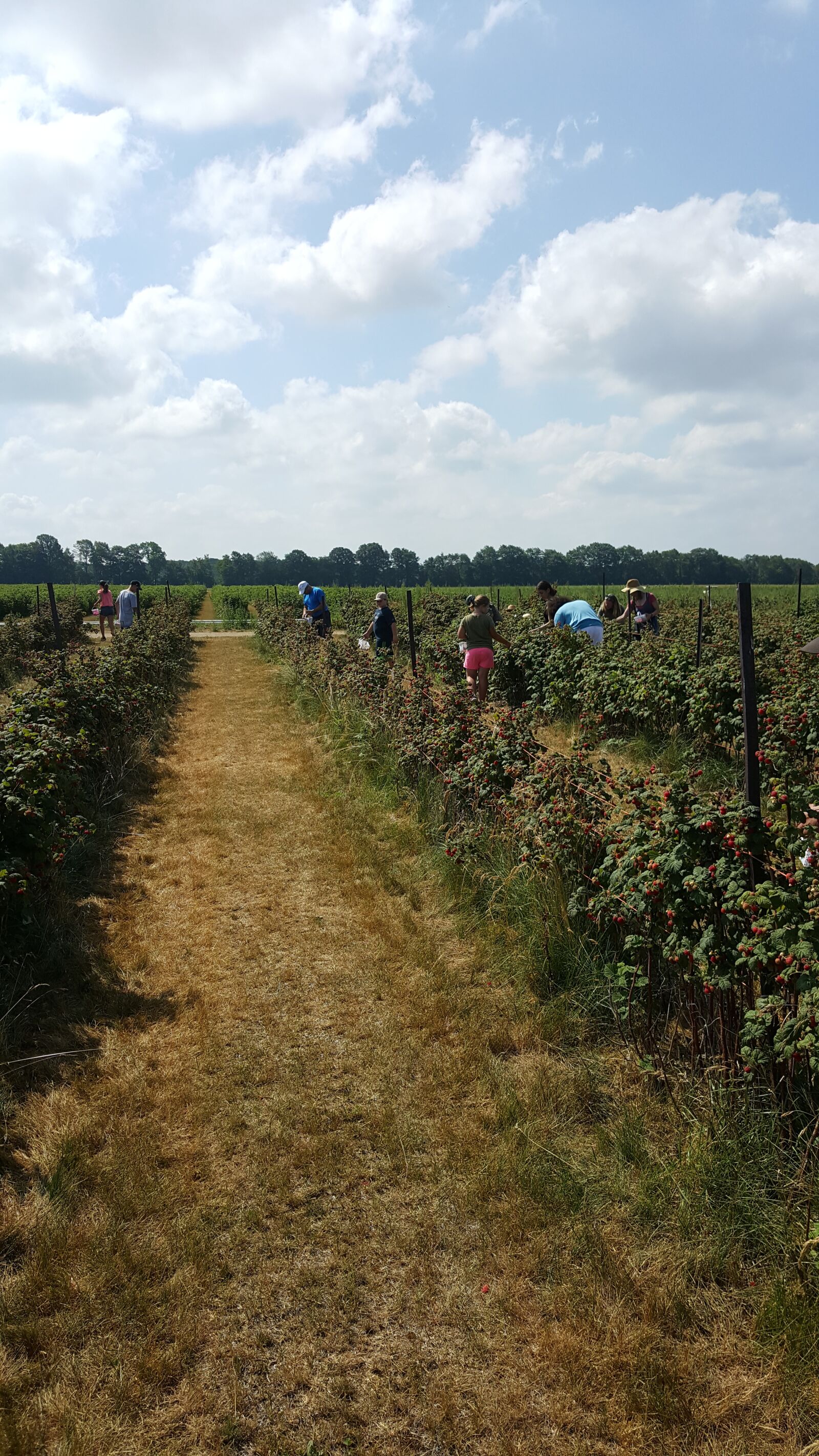 Samsung Galaxy Note5 sample photo. Strawberry bushes, strawberry field photography
