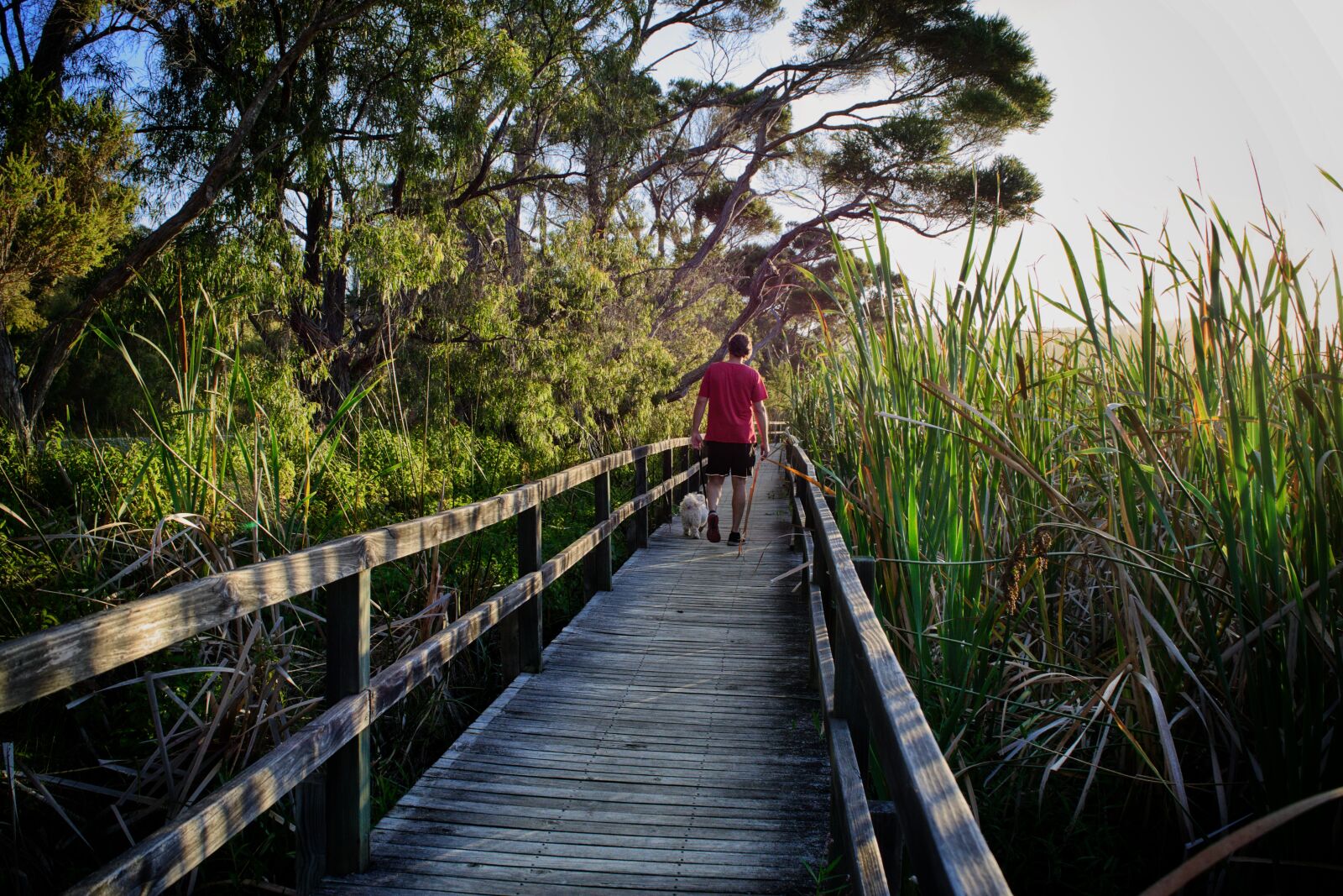 Nikon D3300 sample photo. Walk, nature, boardwalk photography