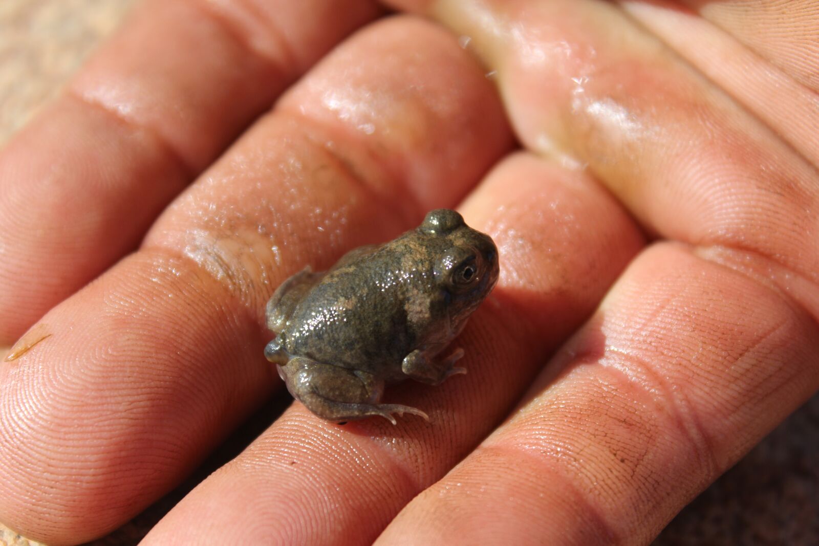 Canon EOS 60D sample photo. Frog, swim, hand photography