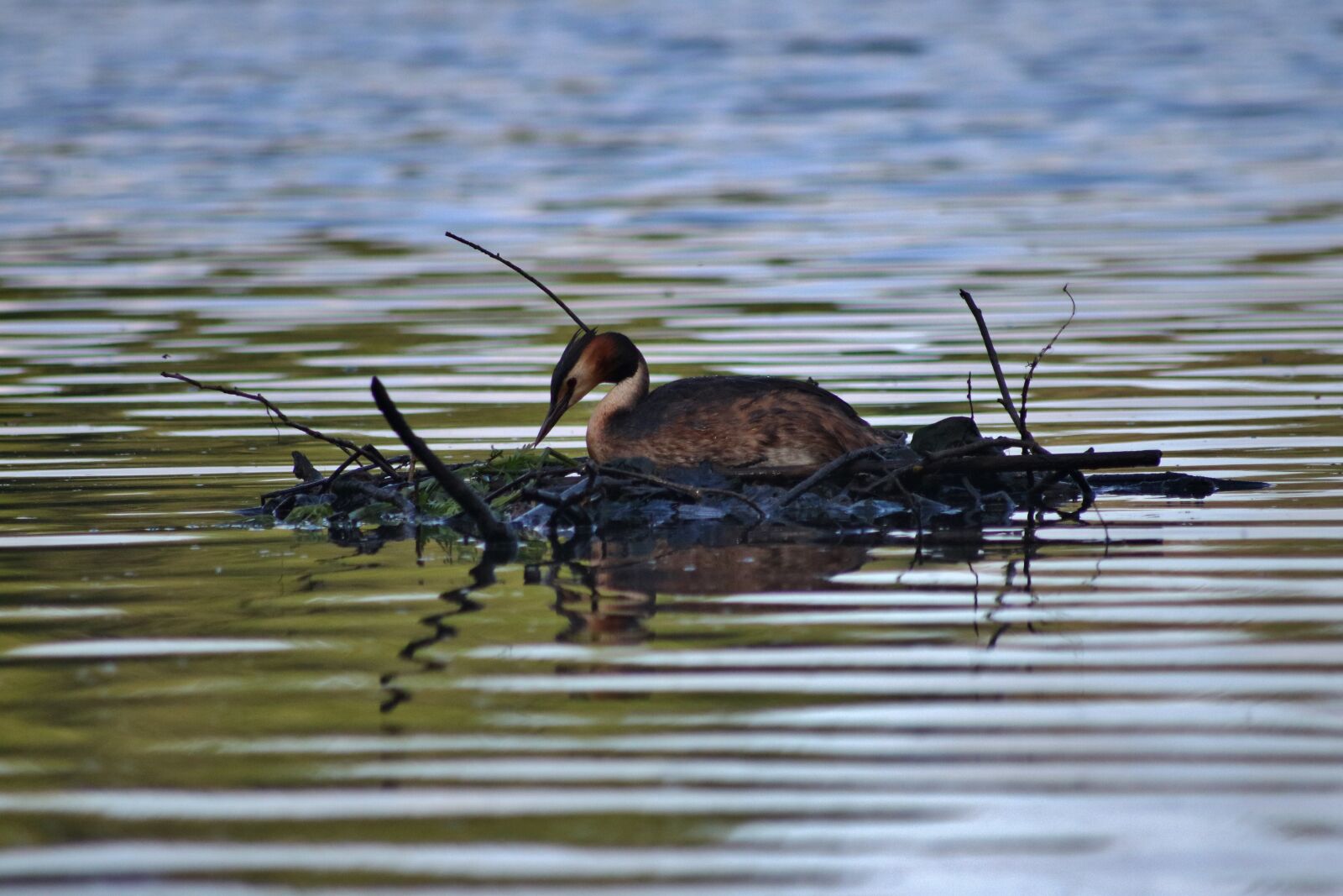 Canon EOS 750D (EOS Rebel T6i / EOS Kiss X8i) sample photo. Bird, grebe, nest photography