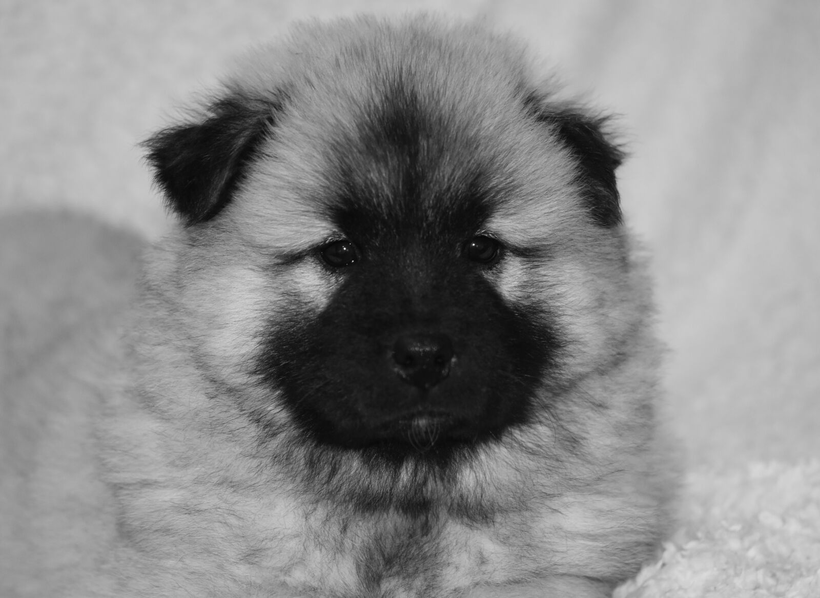 Nikon D5600 sample photo. Puppy, dog, dog eurasier photography