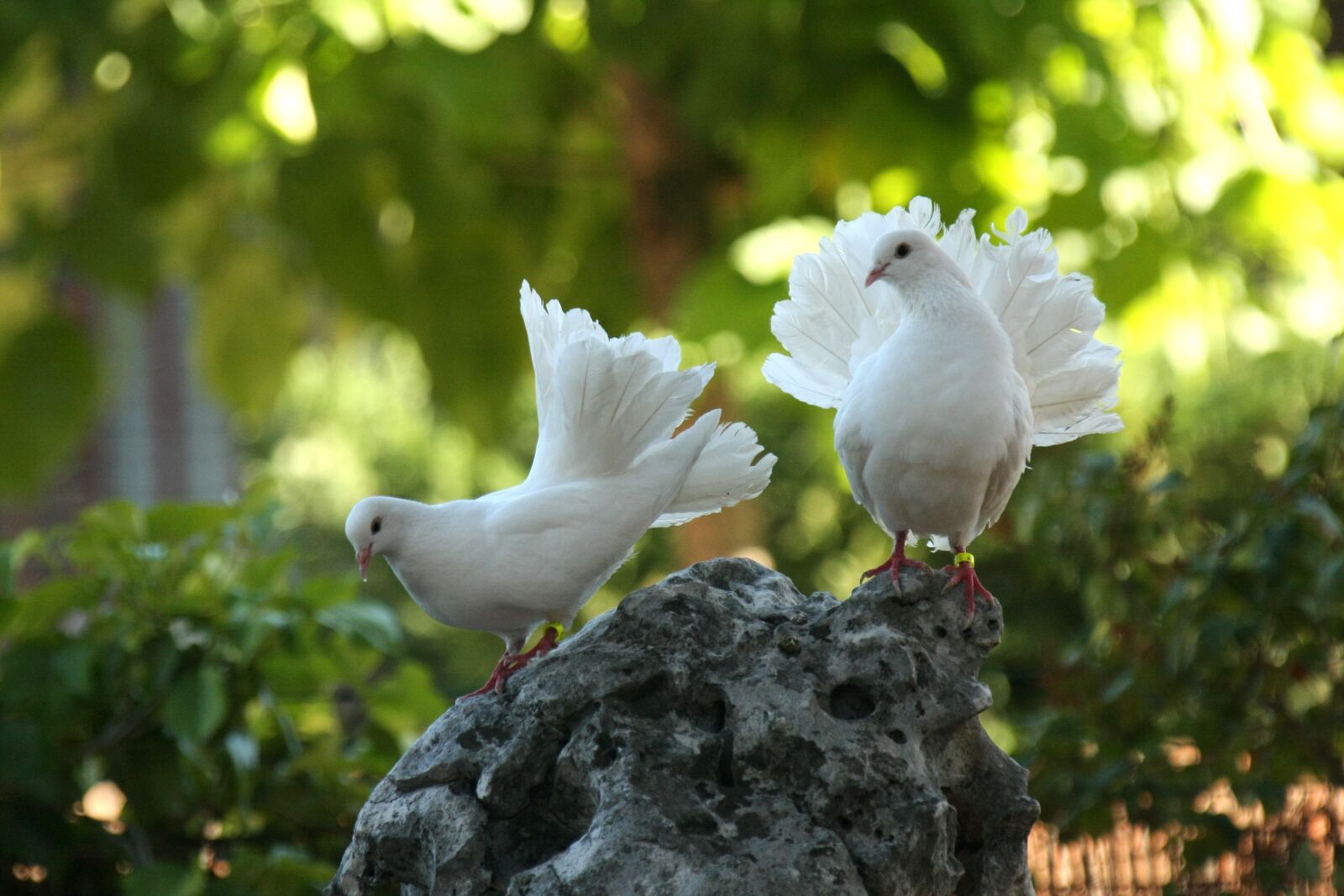 Canon EOS 40D sample photo. Dove culipava, birds, green photography