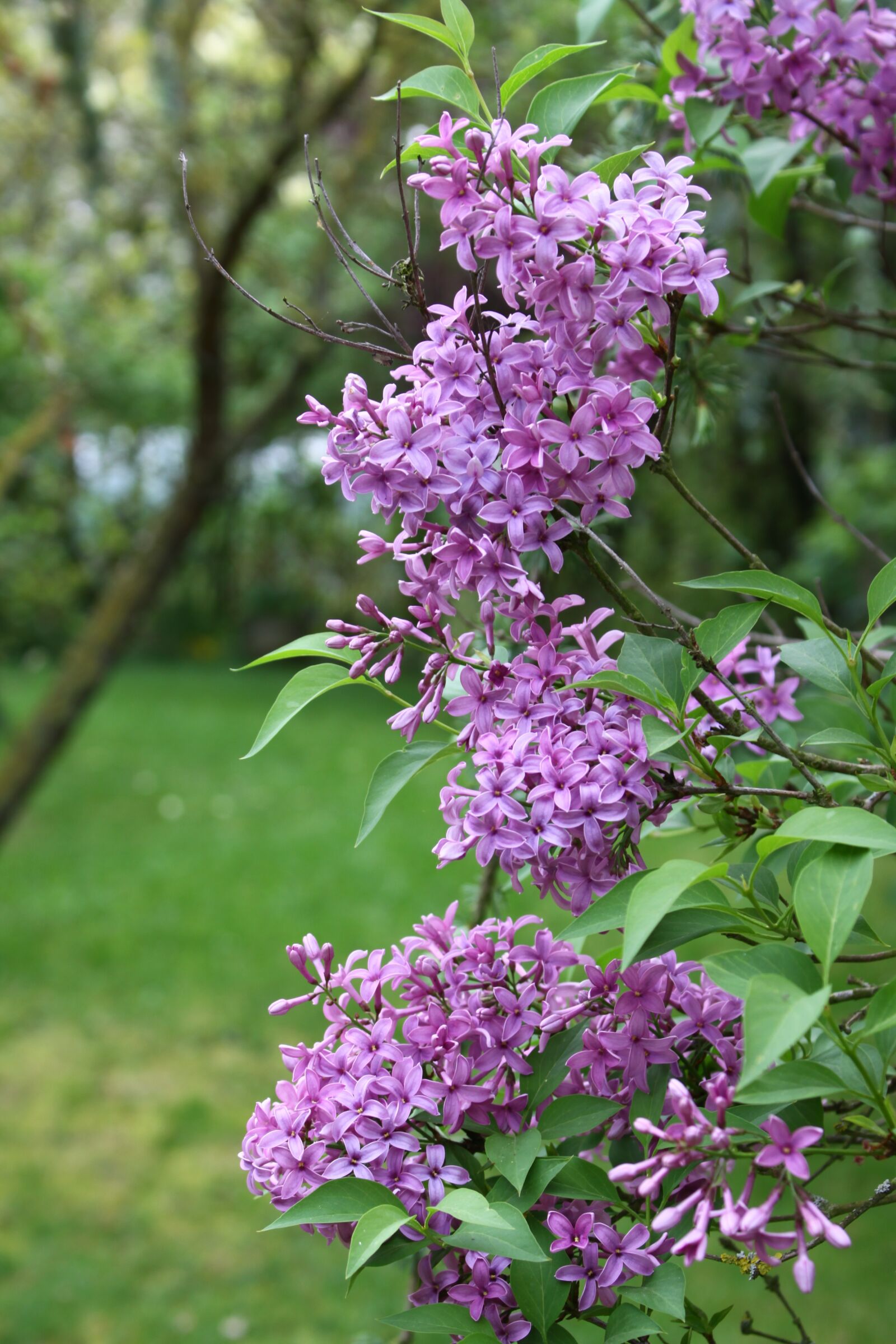 Canon EOS 50D sample photo. Lilac, flower, nature photography