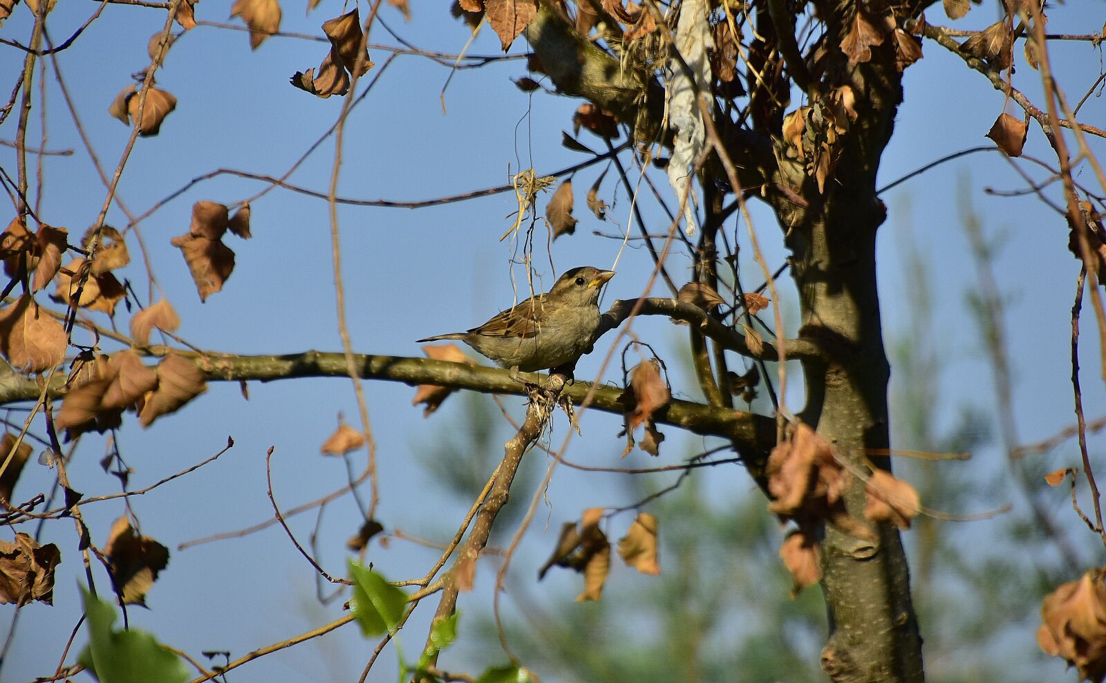 Nikon D7200 sample photo. Bird, sparrow, pen photography