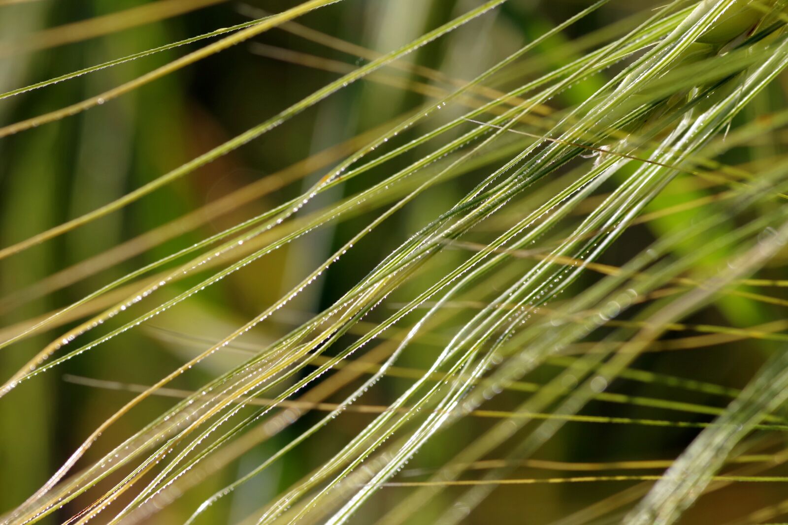 Pentax K-S2 sample photo. Ears, corn, mustache photography