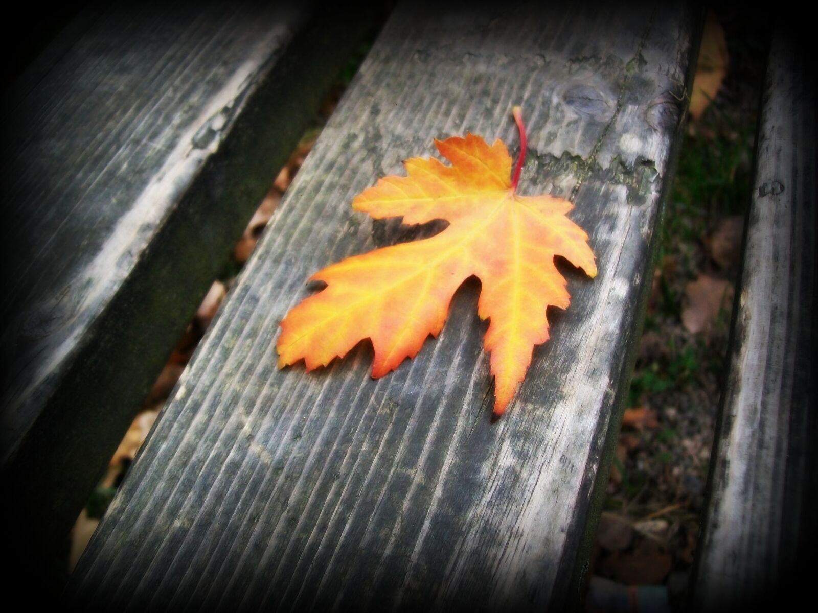 Kodak EASYSHARE C1013 DIGITAL CAMERA sample photo. Leaf, autumn, wood photography