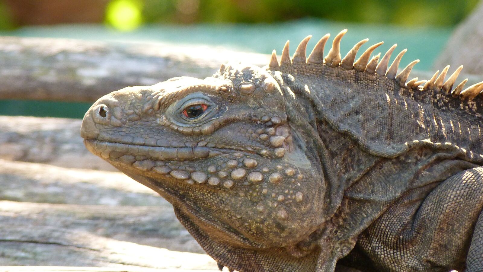 Panasonic Lumix DMC-FZ40 (Lumix DMC-FZ45) sample photo. Lizard, iguana, reptile photography