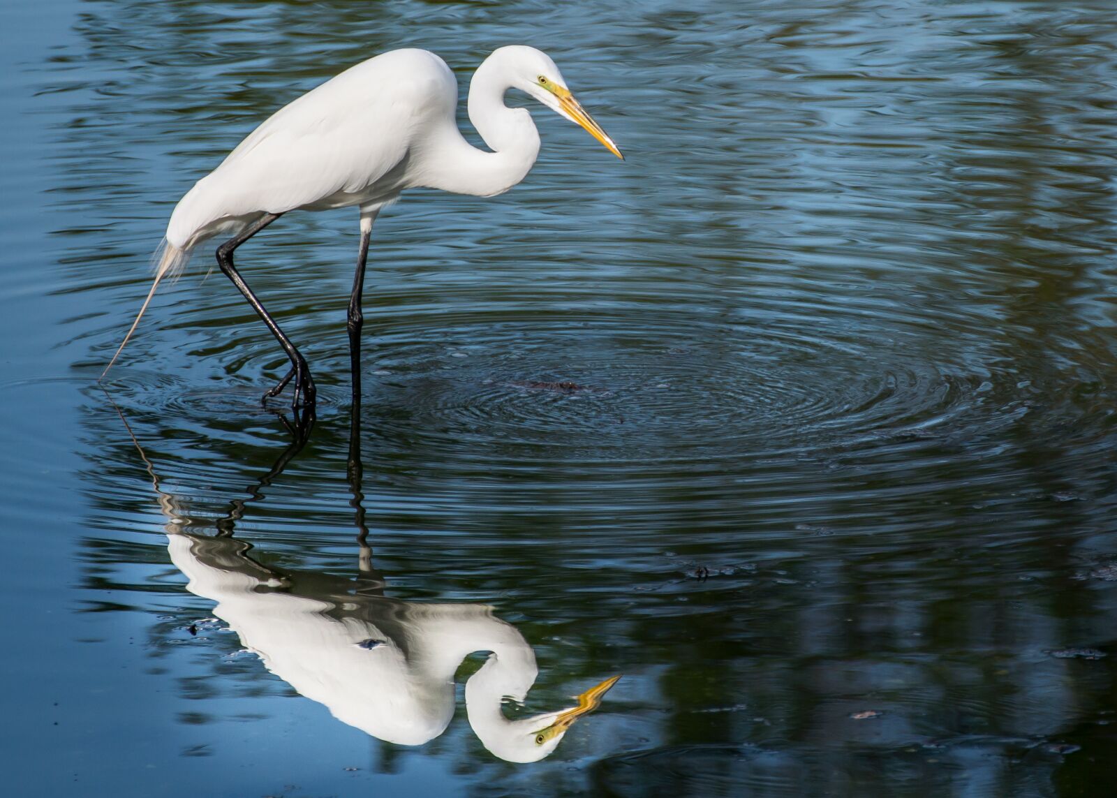 Sony a6500 sample photo. Egret, florida, wildlife photography