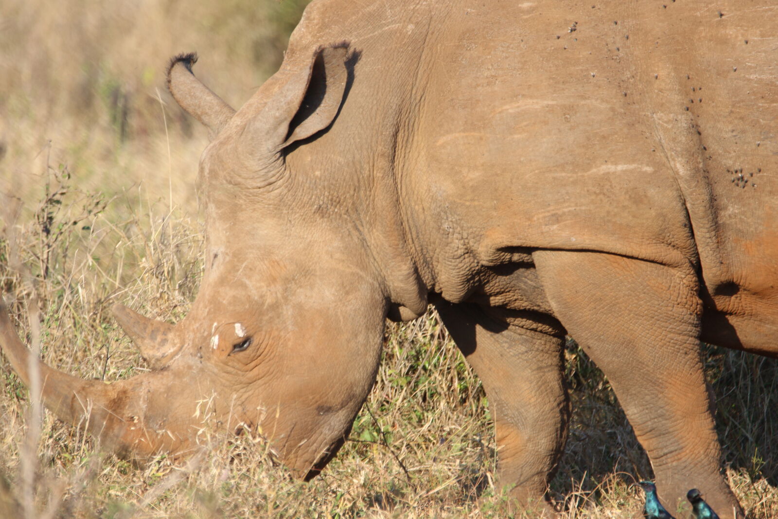 Canon EOS 7D Mark II sample photo. Big, five, endangered, horn photography